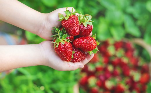 Fraise : bienfaits santé, quantité à manger, calorique ?