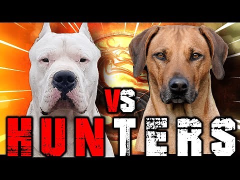 Dogo Argentino vs Rhodesian Ridgeback | Rhodesian Ridgeback vs Dogo Argentino | Billa Boyka |