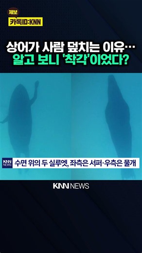 "Do Sharks See Us All the Same?" The Scientific Secret Behind the Attacks / KNN