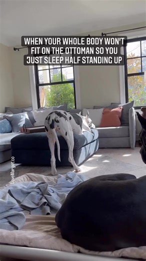 Sweet silly Margot 😁 #greatdane #doglovers | LoveMargot