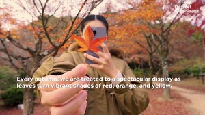 When will the leaves change in Michigan? Predictions for fall foliage released.