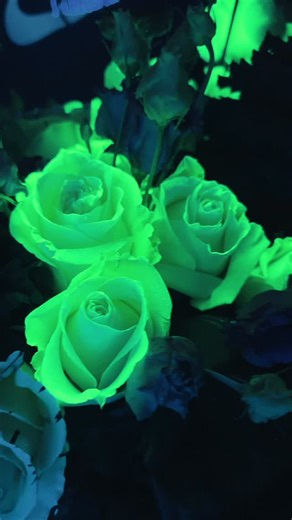 Jet Fresh Flower Distributors on Instagram: "Say “Jet Fresh” three times and watch the magic happen — our spooky roses from Jet Fresh Flower Growers are lighting up the underworld These Zebra Hippy Psychedelic Roses & Hippy glow-in-the-dark roses are giving serious Beetlejuice vibes — bold, bizarre, and totally drop-dead gorgeous. 🖤🌹 Strange and unusual never looked so GROOVY."