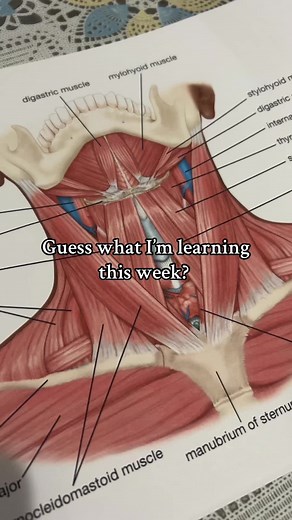 Muscles , Yeah… All 650 of them. #NursingStudent #Muscles #NursingSchool #ImOkay #Study #LockedIn #Anatomy #anatomyandphysiology #WestCovina