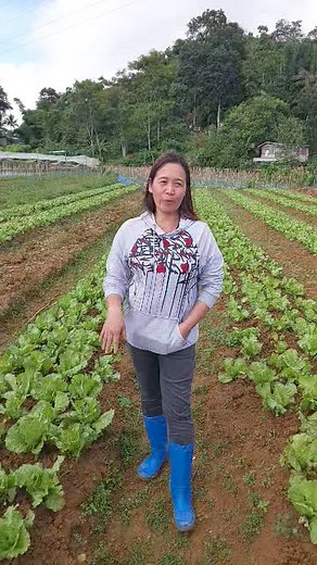 🌱 Empowering Cebu Farmers: The Inspiring Story of Ligaya Miras with Jollibee Group Foundation and Lamac Multi-Purpose Cooperative 🌱 For Ligaya Miras, a farmer and leader in her community, the path to success wasn’t always clear. But with the support of the Jollibee Group Foundation (JGF) and Lamac Multi-Purpose Cooperative (LMPC), she has transformed not only her livelihood but also her outlook on what’s possible. Today, Ligaya tends her vegetable farm with pride, knowing that her efforts feed