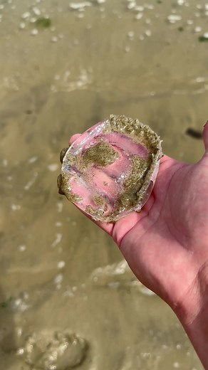 Rescuing Stranded Jellyfish on the Beach: Heartwarming Encounters
