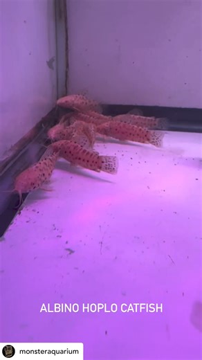 The albino hoplo catfish is a striking freshwater fish known for its pale white coloration and peaceful temperament. With its distinctive appearance, it's a popular choice for aquarium enthusiasts seeking unique additions to their tanks. These catfish are relatively easy to care for, thriving in well-maintained aquariums with plenty of hiding spots and peaceful tankmates. #albinohoplocatfish #aquariumfish #freshwaterfish #uniquefish #catfish #fishkeeping #tankmates #aquariumhobby #aquariumlife #