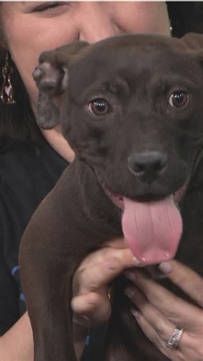 Bumblebee is looking for someone to adopt her from Lucas County Canine Care and Control