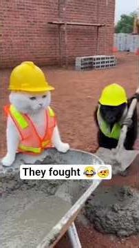 Gorilla vs Cat 😹🦍 Funny Fight!#funny #comedy #fyp #viralshort #lol #trending #shorts #gorillavscat