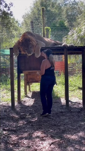 Stubborn GIANT Liliger #liliger #lions #tigers #animalrescue | The CARE Foundation