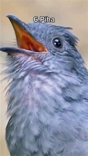 Different birds #birds #birdsounds #beautifulbirds #nature voice #virelvideo