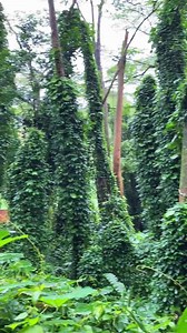 Hawaii Travel: COVID Rules to Know Before You Go