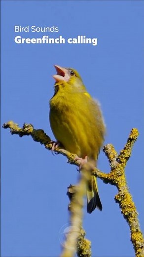 Real Birds - Greenfinch Call Sound #wildlife