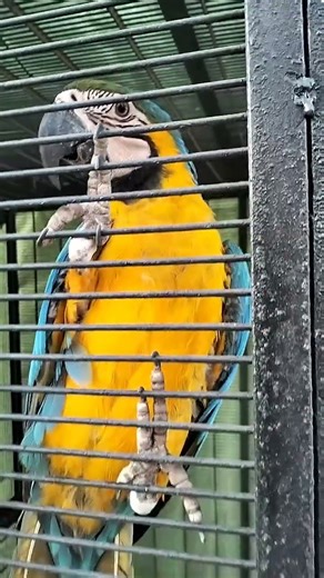 Macaw #macaw #birds #viralshorts #shorts