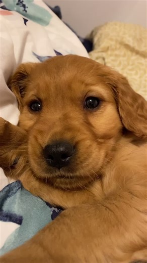 Rusty loves his belly rubs:) #goldenretrieverlife #dogsoftiktok #rubbingbelly #dogs #doglife #xyzbca #puppy #puppytiktok #fyp #fypp#fypシ