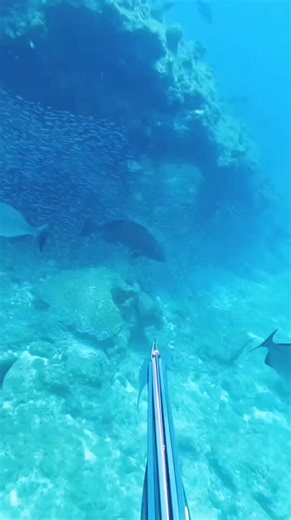 #bigfish #fishing #spearfishing #UnderwaterAdventure #sea #diving #highlights #fblifestyle | fishing Adventure TV