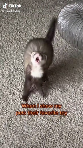 Ferret Talking: If They Could Talk