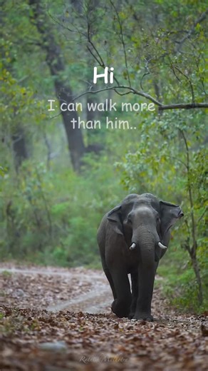 RatnishRajMalhotra on Instagram: "Elephants can walk 🌳🐘 farther but.. 🍃🐅 @natgeo @natgeoanimals @natgeoindia but Tigers can run 💨 faster for short distances 🐢 Let’s see: In the wild, 🌳🐘 Elephants can 1️⃣ Roam up to 30 miles per day 🦋 2️⃣ Walk upto 195 kilometers per day 🦧 3️⃣ Walk at speeds of about 4 miles per hour and possibly reach speeds of 25 miles per hour 🐙 🐯 Tigers can : 1️⃣ Travel up to 37 miles per day in search of food 🦌 2️⃣ Run at speeds of 30 to 40 miles per hour 🦒 3️⃣