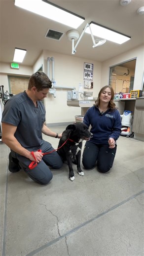 Librela is a once-a-month injection that helps relieve arthritis and joint pain in dogs. It works by targeting the pain signals caused by osteoarthritis, helping your pup move more comfortably. 🐾✨ Many dogs show better mobility, more energy, and less stiffness after starting Librela — and it doesn’t rely on traditional pain medications. After being seen by your veterinarian that Librela is a good choice for your pet, you can make an appointment with one of our amazing nurses for the injection!�