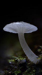 Back with more macro photography (and some landscape for a change) at puzzlewood 💚 Taken with OM System OM1 mk II OM System 90mm f3.5 macro OM System MC-20 2x teleconverter Natural light Focus stacked using Helicon Focus . . . #OMSystem #fungi #macrophotography #yourshotphotographer #natgeoyourshot #naturalworld #naturephotography #tinyworld #forestfloor #inthewoods #forestphotography #bbcearth #macro_freaks #macro_brilliance | redal.uk