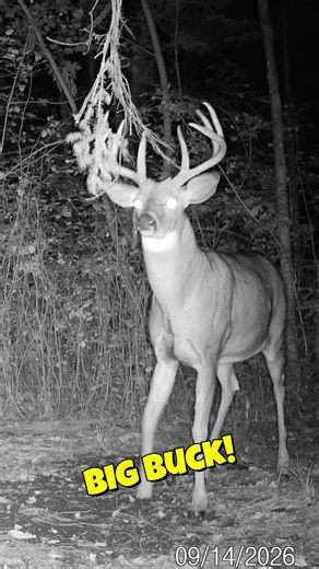 BIG Buck Works Mock Scrape on Trail Cam Video