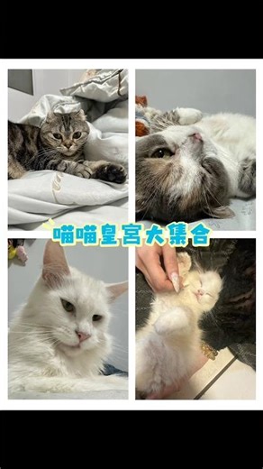 我家小公主的介紹來啦～～#貓咪日常 #終養不棄養 #貓咪大戰爭 #貓咪迷因