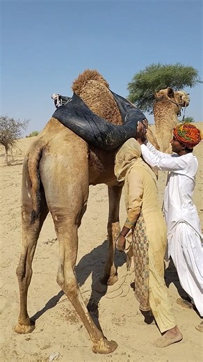 كيف سينزلون أنبوب الماء من فوق الجمل العالي؟