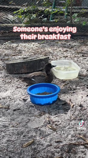 39 reactions · 5 comments | The lesser scaup is a diving duck known...