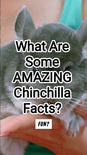 What Are Some AMAZING Chinchilla Facts?