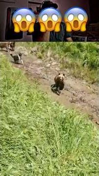 The bear attack on the sheep and owner is protecting 😱😱