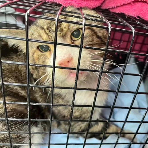 Une adoption qui nous touche profondément ✨ Ce soir, nous avons la joie de vous annoncer l’adoption de notre beau Hiro, anciennement connu sous le nom de 14-18. Cette adoption a une résonance toute particulière pour nous. Vous vous souvenez peut-être de son arrivée au refuge : ce chat courageux avait subi un grave traumatisme à la mâchoire et avait dû être opéré avec un cerclage. Il vivait alors dans un site dans des conditions plus que précaires… C’est donc avec joie, mais non sans émotion, que
