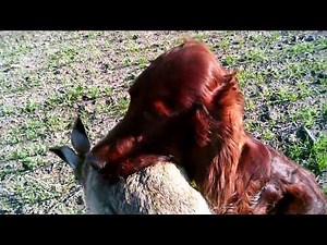 Hunting with Beri, the Irish Setter