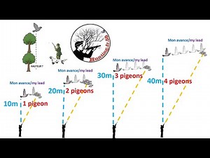 Pour débutants: comment chasser les pigeons ramiers ? Une méthode simple avec démonstrations