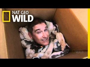 Got Rats? | Nat Geo Wild