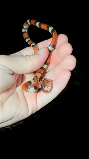 3.2K views · 47 reactions | Lizard egg STEALER! The scarlet snakes of...