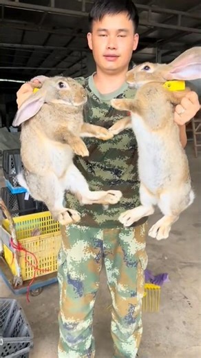 How Rabbits Are Safely Packed for Long Distance Travel 👀