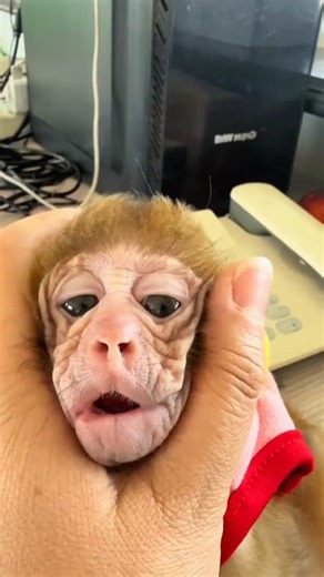 LuxePet on Instagram: " Macaques: The genius troublemakers of the primate world! 易 Does your clever pet need a new challenge? We've got you!  Shop our brain-boosting toy collection!  From interactive puzzles and foraging toys to durable chews.  Tap the link in our bio to unlock their potential! #Macaque #Monkey #Primate #AnimalFacts #SmartPets #PetEnrichment #PetSupplies #MonkeyBusiness"