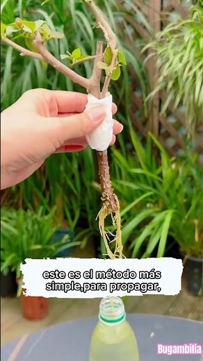 This is the most effective method for propagating bougainvillea #plants #flowers #roots
