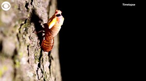 4K views · 22 reactions | WATCH this timelapse video of a cicada shedding its exoskeleton. Billions of cicadas are expected to emerge in parts of the U.S. after 17 years underground. | WCTV.tv | Facebook