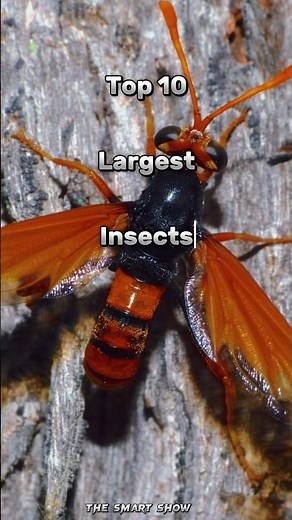 Top 10 largest insects in the world #insects #shortvideo #animals