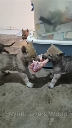 It’s Feeding Time for These Hungry Wolf Pups! #wolf #wolfpups #wolfdog #shorts