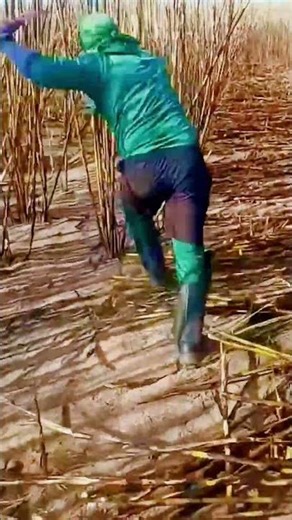 technique for quickly cutting sugar cane for harvesting #shorts