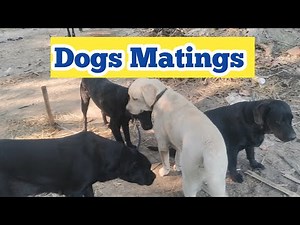 Dogs Mating