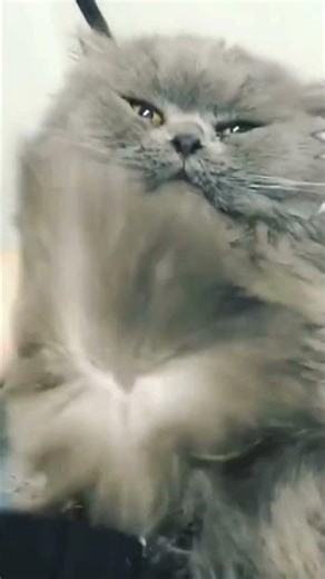 A.L. Webber Package - Luxury Moving Package