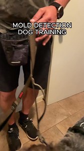 How do we train our dogs to detect mold? It’s a combination of science, precision, and trust.⁠ ⁠ Dogs have up to 300 million scent receptors (humans only have 6 million!), which makes them the ultimate mold detectors. With years of training, they can pinpoint mold hiding deep in walls, floors, and vents — areas that even the most advanced technology can miss.⁠ ⁠ 🐾 Learn more about how we train our dogs to keep your home safe and mold-free.⁠ ⁠ 📌 Save this post to share with anyone who loves dog