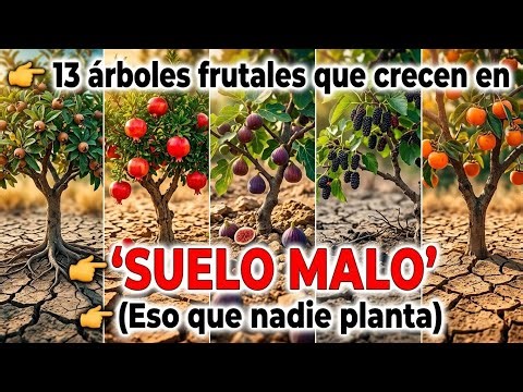 13 árboles frutales que crecen en suelos pobres (y que nadie planta)