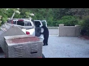 B.C. family catches brazen bear breaking into car on video