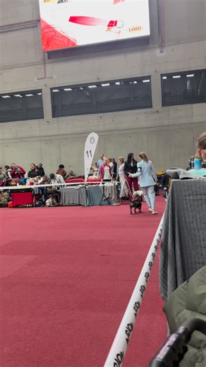 IV NATIONAL DOG SHOW (CAC) 🍒 PASTISSERIE Acd and Bull Cherries🍒 🏆 Place 1/2 🏆 🏅EXCELLENT🏅 🏆 BEST BITCH🏆 🏆 BEST OF BREED 🏆 🏆 CWC/CAC 🏆 Judge: Istvan Orcsik 🍒FORGET ME NOT Acd and Bull Cherries🍒 🥇 Place 1🥇 🏅 EXCELLENT🏅 🏆 YOUTH WINNER🏆 🏆BEST JUNIOR 🏆 Judge: Pietro Marino | Hodowla Acd&Bull Cherries FCI