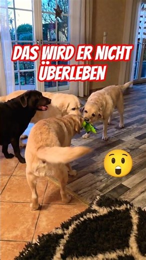 😱🤷‍♂️Die Labrador Damen und der arme Stoffdrache. Kommt schon die Watte raus #labradordog #labradogs
