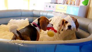 Dog reacts to toilet paper bath like a soap opera