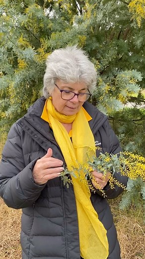 Wattle Day Association Inc. on Instagram: "Botany time! #cootamundra #wattle #botany #plantfacts #australia"